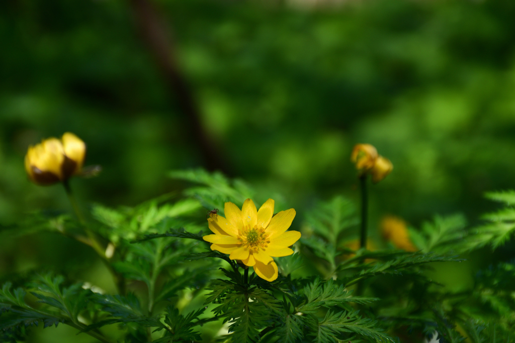 250322京都植物園11