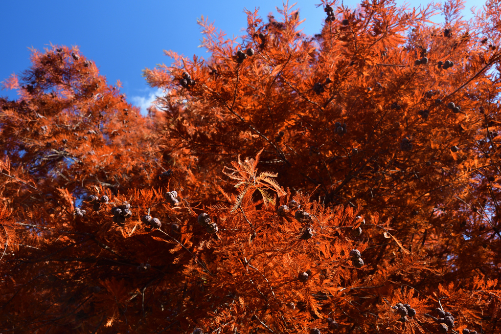 251207a京都植物園15