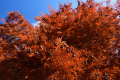 251207a京都植物園15