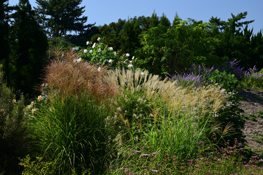 211002京都植物園44