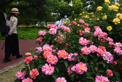 190519京都植物園25