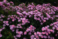 190519京都植物園50