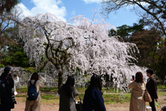 250330b京都御苑22