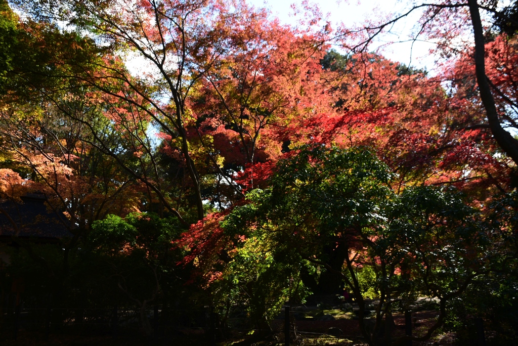 171124a上賀茂神社18