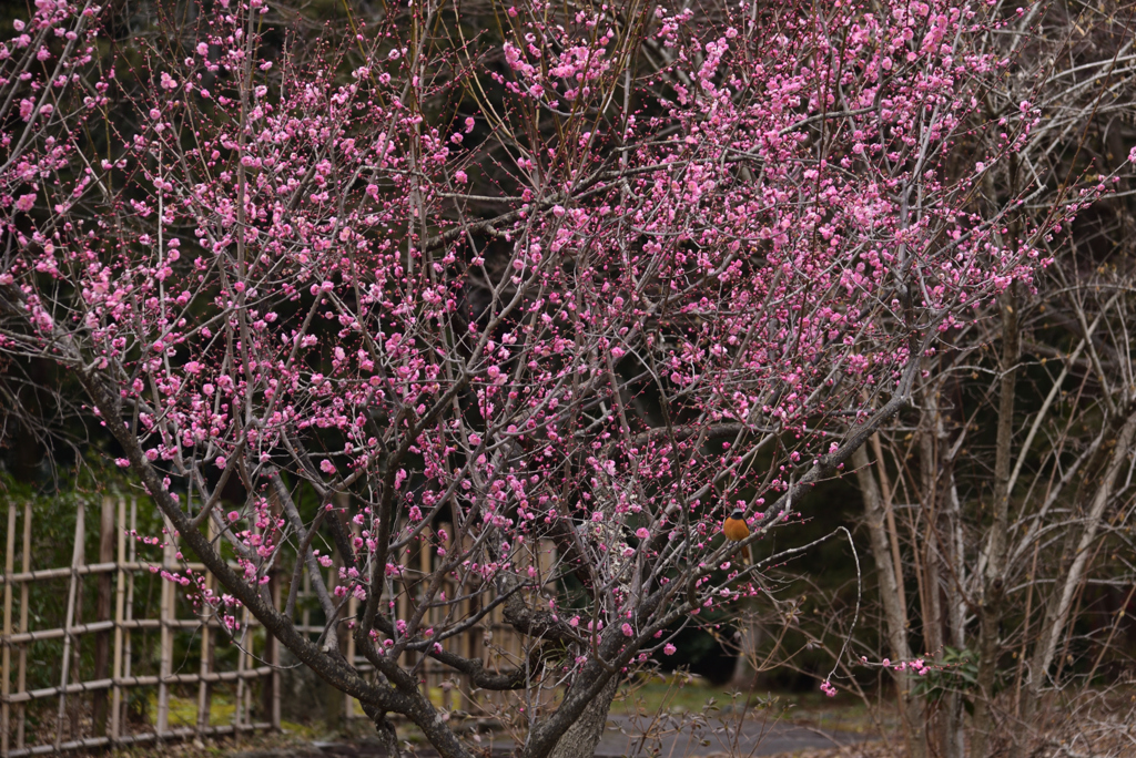 230214京都植物園58