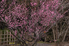230214京都植物園58
