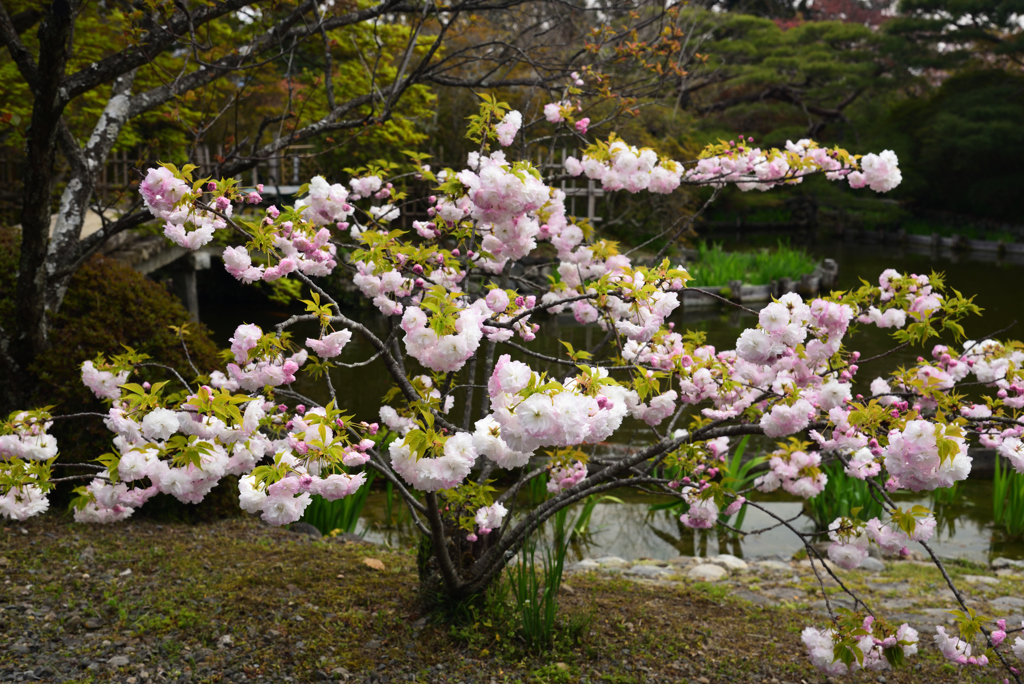 190417a梅宮大社04