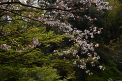 200403d山崎聖天25