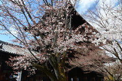 250403f南禅寺18