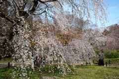 250330a京都植物園23