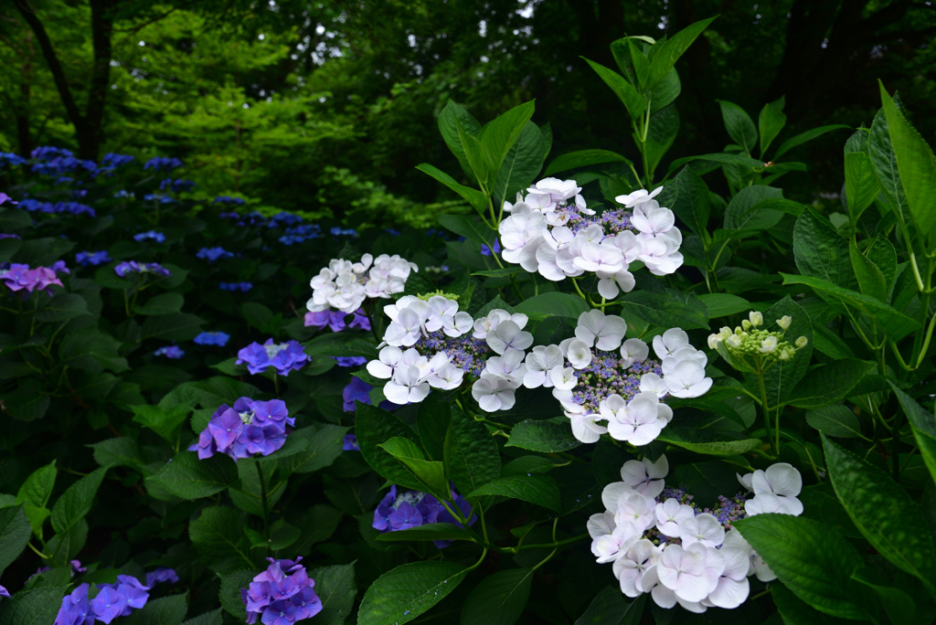 240620京都植物園30