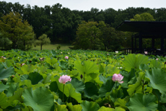 200802万博公園14