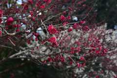 250307c京都御苑41
