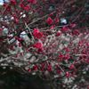 250307c京都御苑41