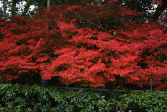 201213c京都御苑39