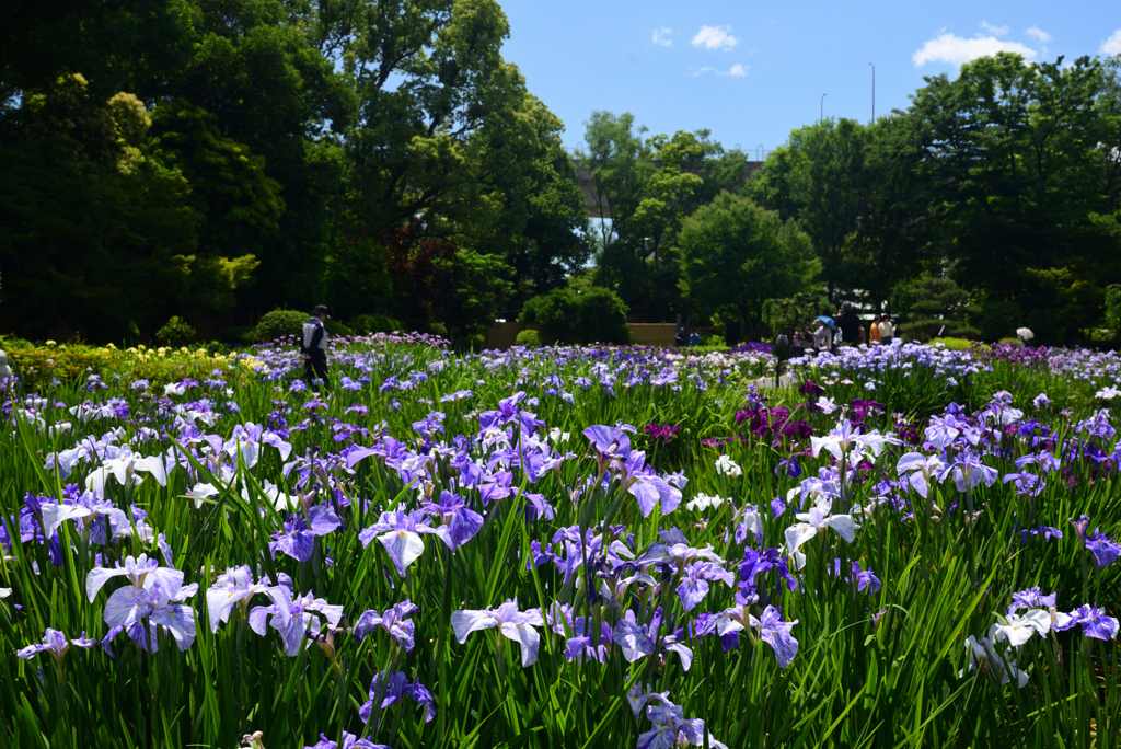 240603b城北公園16