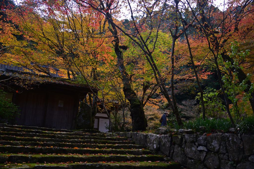 241129c佛通寺34