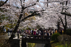 190406c哲学の道08