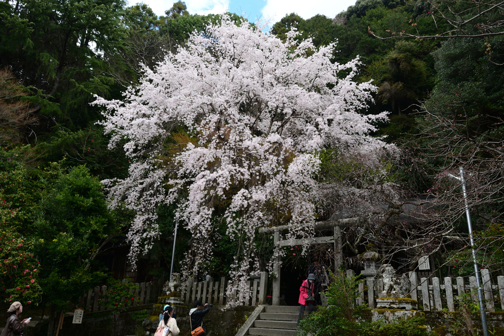 250403e哲学の道23