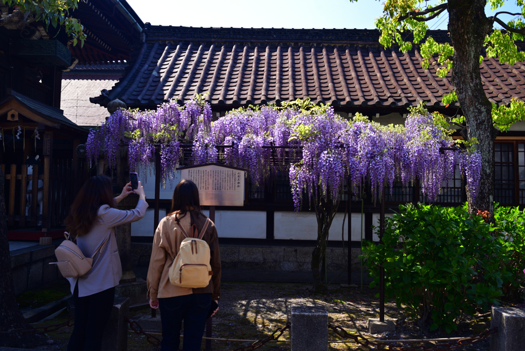 230409d六孫王神社19
