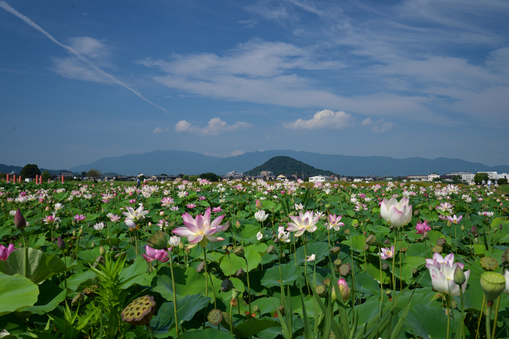 210802a藤原宮跡08