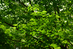250518京都植物園45