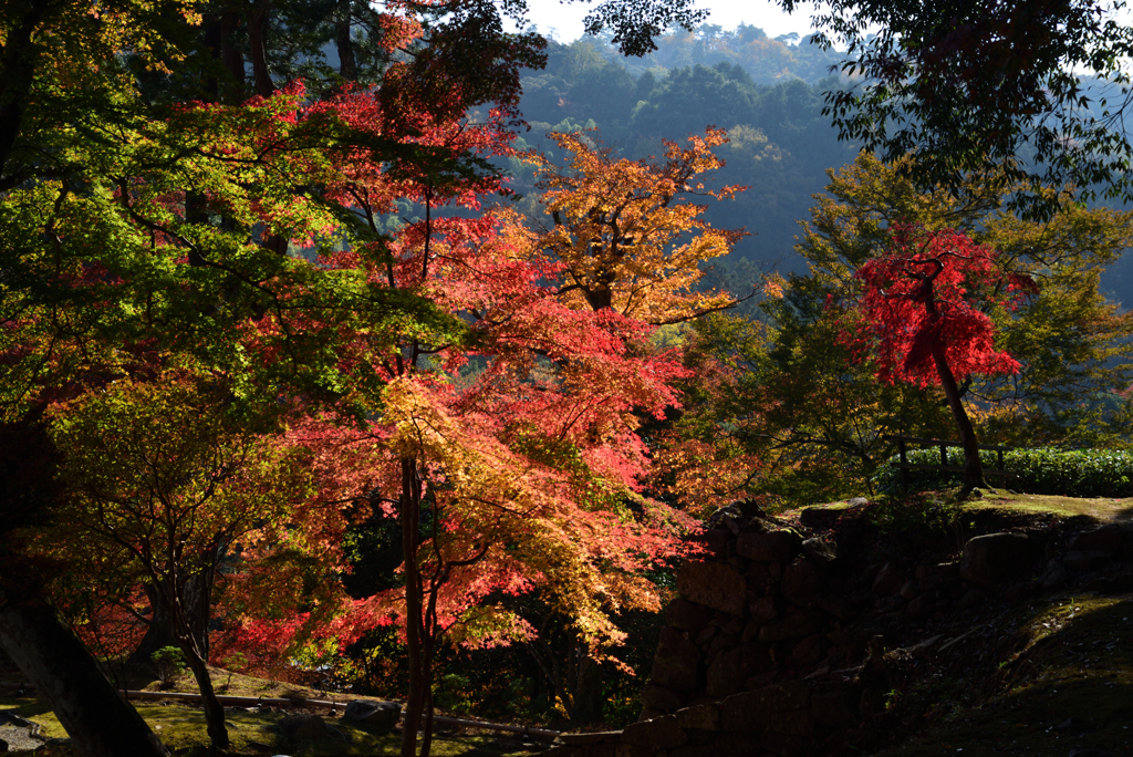 201117正暦寺35