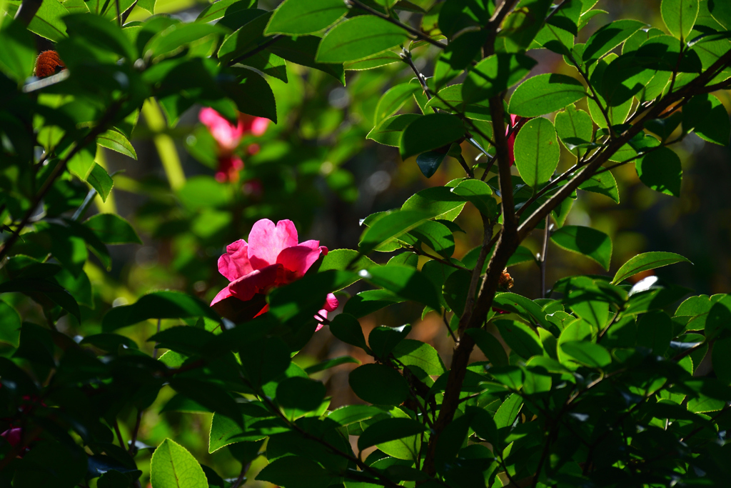 260113c京都御苑04