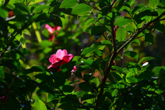 260113c京都御苑04