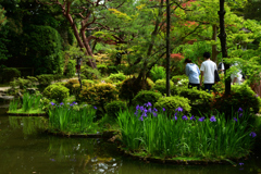 220506平安神宮38