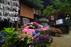 240629a岡寺25