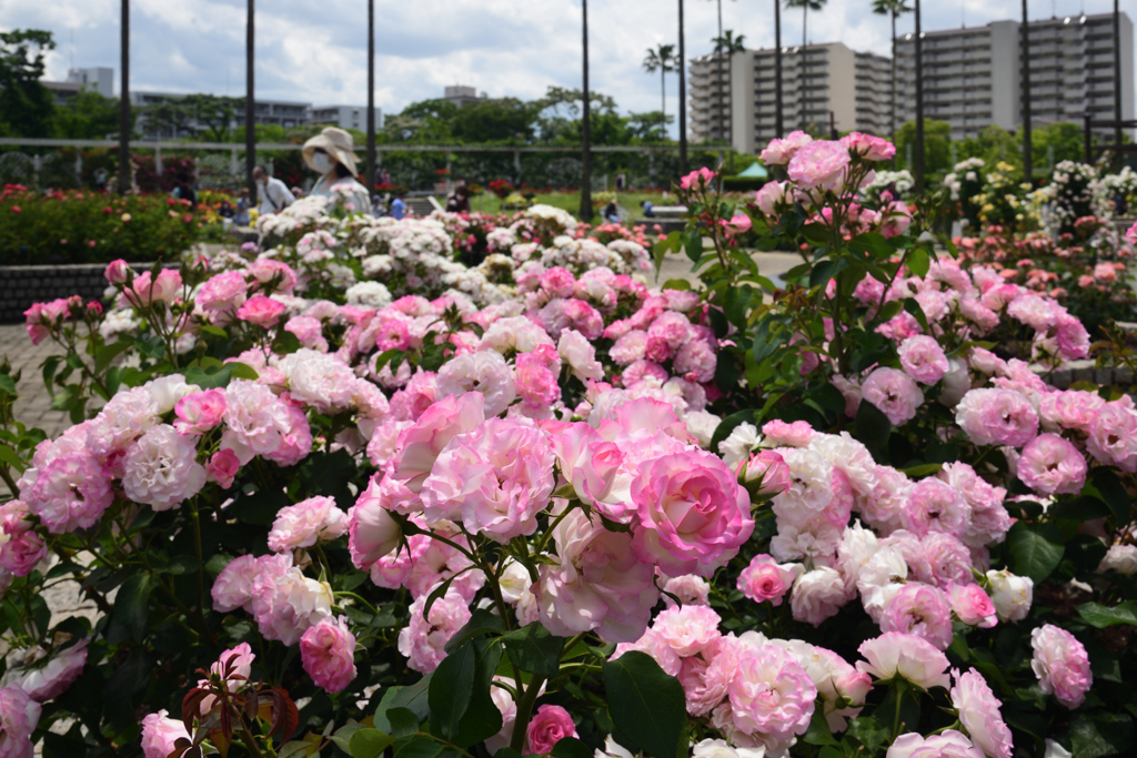 200524長居植物園20