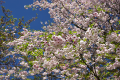 190420d京都植物園32