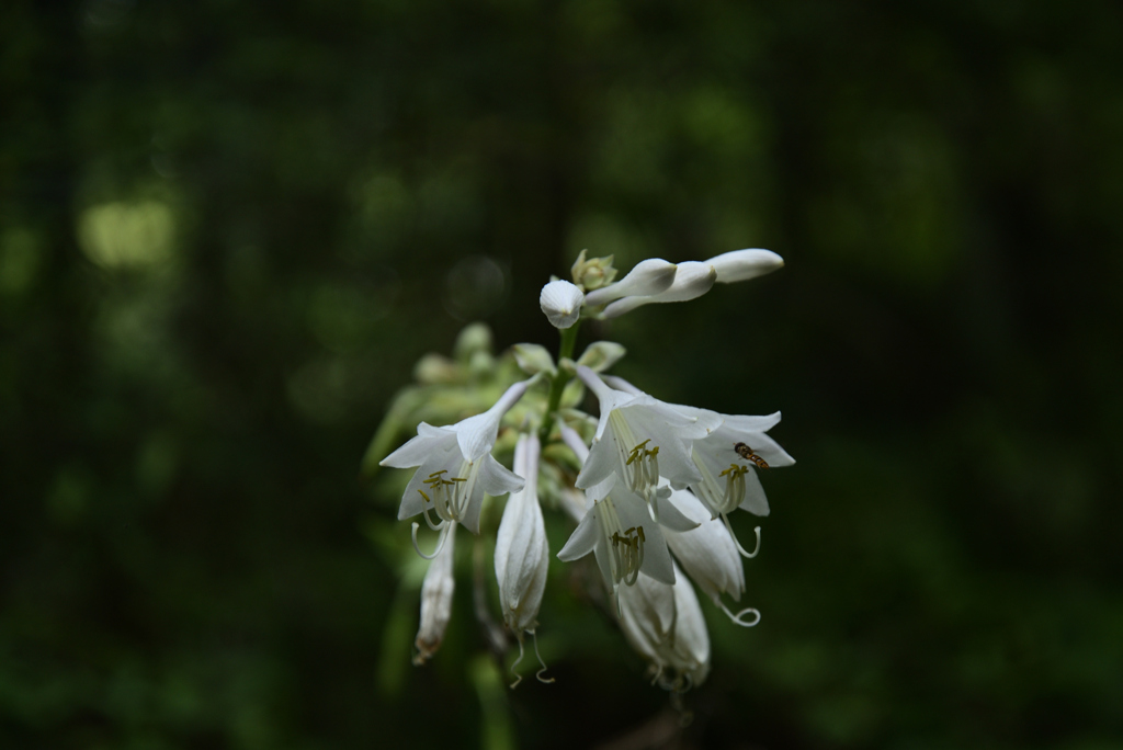 220711京都植物園60