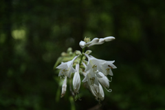 220711京都植物園60