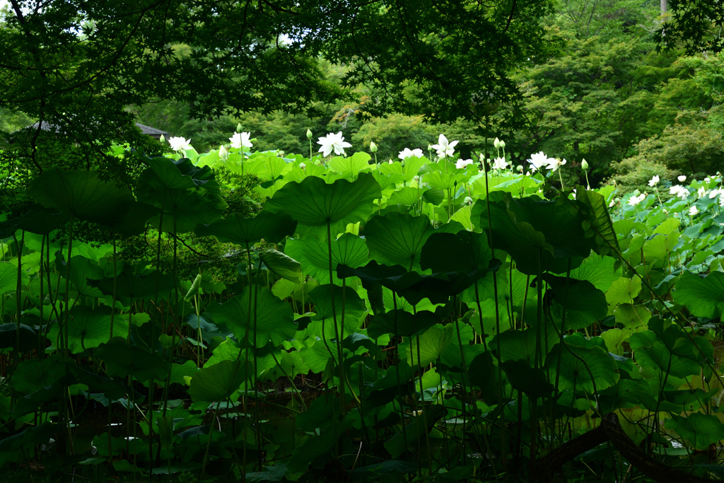 250708京都植物園42