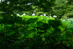 250708京都植物園42