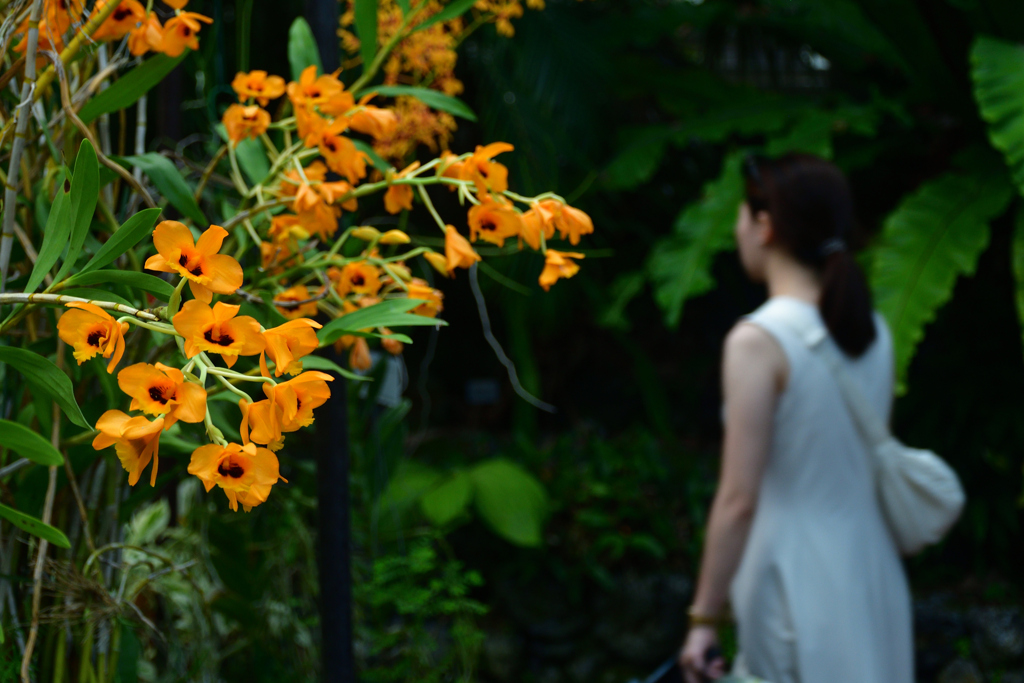 250814京都植物園83