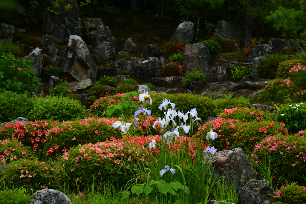 230604a等持院46