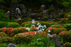 230604a等持院46