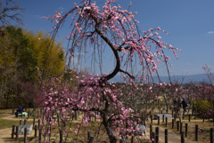 190226a馬見丘陵公園52