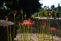 220915c京都植物園17