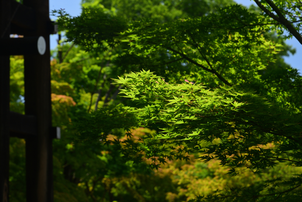 240525a智積院12