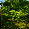 240525a智積院12