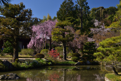 200325c法金剛院46