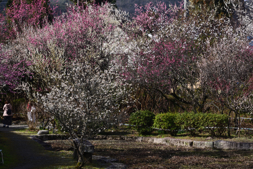 200223a梅宮大社23