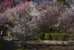 200223a梅宮大社23