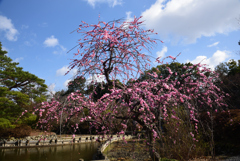 200223a梅宮大社15 200223a梅宮大社15
