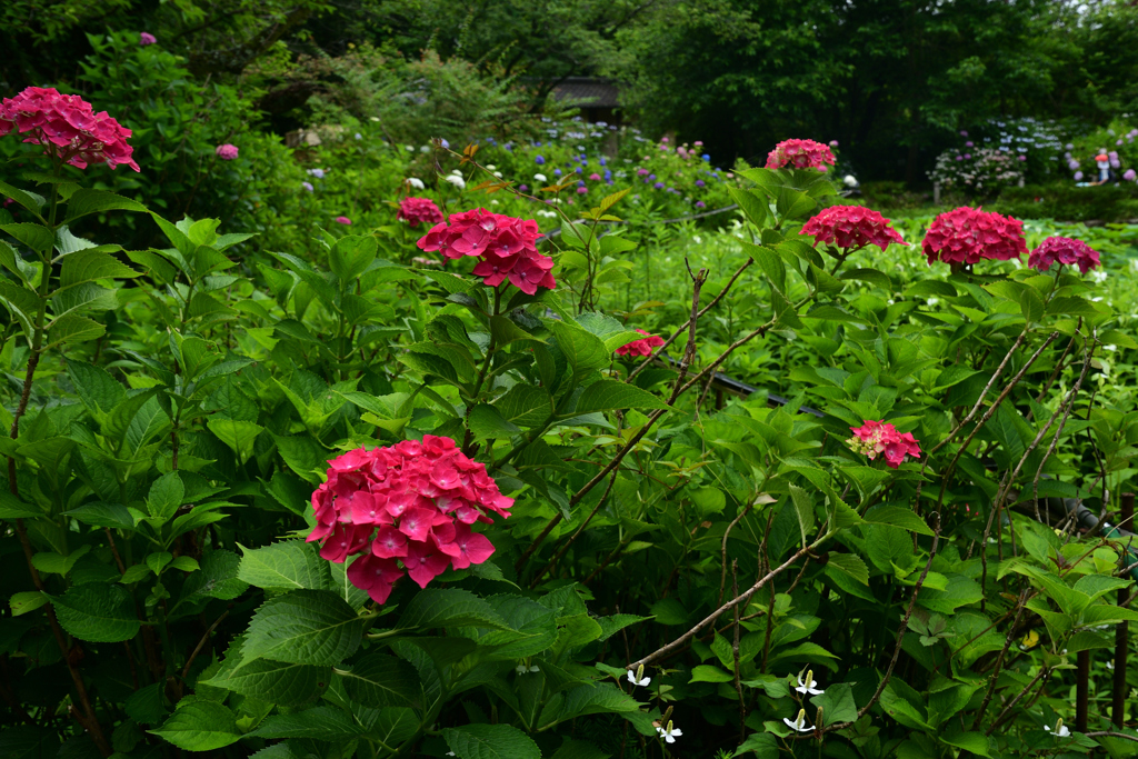 230613京都植物園16