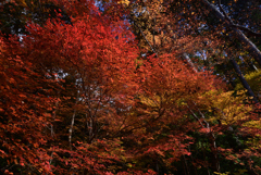 211202a醍醐寺20